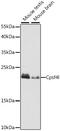 Cleavage And Polyadenylation Specific Factor 4 Like antibody, 16-683, ProSci, Western Blot image 