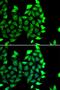 IKAROS Family Zinc Finger 3 antibody, orb247879, Biorbyt, Immunofluorescence image 