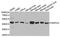 RSPO3 antibody, A8389, ABclonal Technology, Western Blot image 