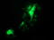 Pyrroline-5-Carboxylate Reductase 3 antibody, TA502034, Origene, Immunofluorescence image 