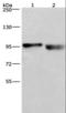 Protein CIP2A antibody, LS-C404821, Lifespan Biosciences, Western Blot image 