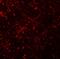 Membrane Spanning 4-Domains A6A antibody, PA5-72732, Invitrogen Antibodies, Immunofluorescence image 