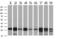 Nicotinamide N-Methyltransferase antibody, MA5-25476, Invitrogen Antibodies, Western Blot image 