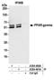 Peroxisome proliferator-activated receptor gamma antibody, A304-461A, Bethyl Labs, Immunoprecipitation image 
