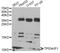 Tumor Protein P53 Regulated Apoptosis Inducing Protein 1 antibody, LS-C749161, Lifespan Biosciences, Western Blot image 