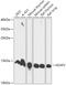Histone H2A.V antibody, 18-114, ProSci, Western Blot image 