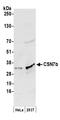 COP9 Signalosome Subunit 7B antibody, A300-240A, Bethyl Labs, Western Blot image 