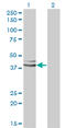 GPN-Loop GTPase 1 antibody, LS-B4516, Lifespan Biosciences, Western Blot image 