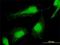 Polycomb group RING finger protein 6 antibody, H00084108-M01, Novus Biologicals, Immunocytochemistry image 