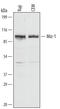 Zinc Finger And BTB Domain Containing 17 antibody, AF3760, R&D Systems, Western Blot image 