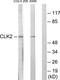 Dual specificity protein kinase CLK2 antibody, TA313633, Origene, Western Blot image 