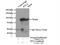 Segment polarity protein dishevelled homolog DVL-3 antibody, 13444-1-AP, Proteintech Group, Immunoprecipitation image 