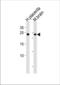 Protein SOX-15 antibody, TA324491, Origene, Western Blot image 