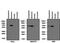 Lysosomal Associated Membrane Protein 2 antibody, NB300-591, Novus Biologicals, Western Blot image 