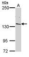 RNA Polymerase II Subunit B antibody, LS-C185491, Lifespan Biosciences, Western Blot image 