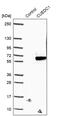 CUE Domain Containing 1 antibody, PA5-54677, Invitrogen Antibodies, Western Blot image 