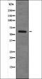 Microtubule Associated Protein RP/EB Family Member 2 antibody, orb335877, Biorbyt, Western Blot image 