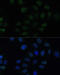 Krueppel-like factor 6 antibody, 13-372, ProSci, Immunofluorescence image 