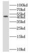Nuclear Casein Kinase And Cyclin Dependent Kinase Substrate 1 antibody, FNab05890, FineTest, Western Blot image 