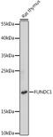 FUN14 domain-containing protein 1 antibody, 16-548, ProSci, Western Blot image 