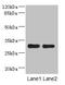 DNA damage-regulated autophagy modulator protein 2 antibody, LS-C675660, Lifespan Biosciences, Western Blot image 
