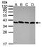 Peroxisomal Biogenesis Factor 19 antibody, orb69681, Biorbyt, Western Blot image 