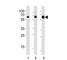 pp60c-src antibody, F50715-0.4ML, NSJ Bioreagents, Immunohistochemistry paraffin image 