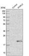 Proline Rich Nuclear Receptor Coactivator 2 antibody, PA5-55702, Invitrogen Antibodies, Western Blot image 