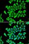 Lipocalin 2 antibody, orb135830, Biorbyt, Immunofluorescence image 