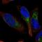 Psychosine receptor antibody, NBP2-58485, Novus Biologicals, Immunofluorescence image 