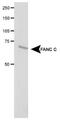 FA Complementation Group C antibody, NB100-2565, Novus Biologicals, Western Blot image 