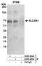 Solute Carrier Family 30 Member 1 antibody, A305-425A, Bethyl Labs, Immunoprecipitation image 