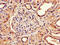 NADH dehydrogenase [ubiquinone] iron-sulfur protein 4, mitochondrial antibody, CSB-PA015663LA01HU, Cusabio, Immunohistochemistry paraffin image 