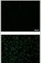 Dengue Virus Type II antibody, PA5-32207, Invitrogen Antibodies, Immunofluorescence image 