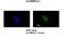 Heterogeneous Nuclear Ribonucleoprotein U Like 1 antibody, ARP40702_T100, Aviva Systems Biology, Immunofluorescence image 