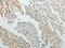 Spermatogenesis Associated 17 antibody, CSB-PA995819, Cusabio, Immunohistochemistry frozen image 