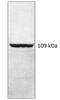 Phosphodiesterase 4A antibody, GTX14606, GeneTex, Western Blot image 