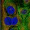 Villin 1 antibody, NBP1-85336, Novus Biologicals, Immunofluorescence image 