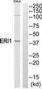 Exoribonuclease 1 antibody, TA312573, Origene, Western Blot image 