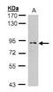 MGA antibody, PA5-28312, Invitrogen Antibodies, Western Blot image 