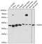 Neuroguidin antibody, 15-595, ProSci, Western Blot image 