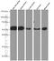 P2X purinoceptor 5 antibody, 66430-1-Ig, Proteintech Group, Western Blot image 