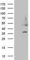 Heparin Binding Growth Factor antibody, NBP2-45953, Novus Biologicals, Western Blot image 