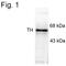 Tyrosine Hydroxylase antibody, PA1-4679, Invitrogen Antibodies, Western Blot image 
