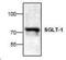 Solute Carrier Family 5 Member 1 antibody, orb88673, Biorbyt, Western Blot image 