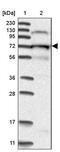 Kinesin Light Chain 4 antibody, PA5-56380, Invitrogen Antibodies, Western Blot image 
