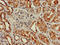 G Protein Subunit Gamma 4 antibody, LS-C375800, Lifespan Biosciences, Immunohistochemistry paraffin image 