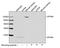 EPH Receptor B4 antibody, LS-C203249, Lifespan Biosciences, Western Blot image 
