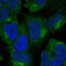 Zinc Finger Protein 135 antibody, HPA006961, Atlas Antibodies, Immunocytochemistry image 