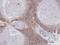 Annexin A7 antibody, NBP1-31442, Novus Biologicals, Immunohistochemistry frozen image 
